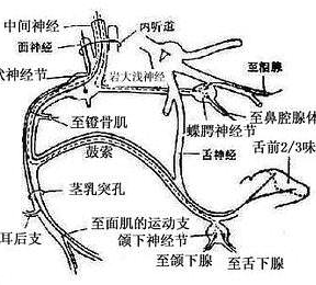 什么是中间神经？中间神经属于面神经吗？